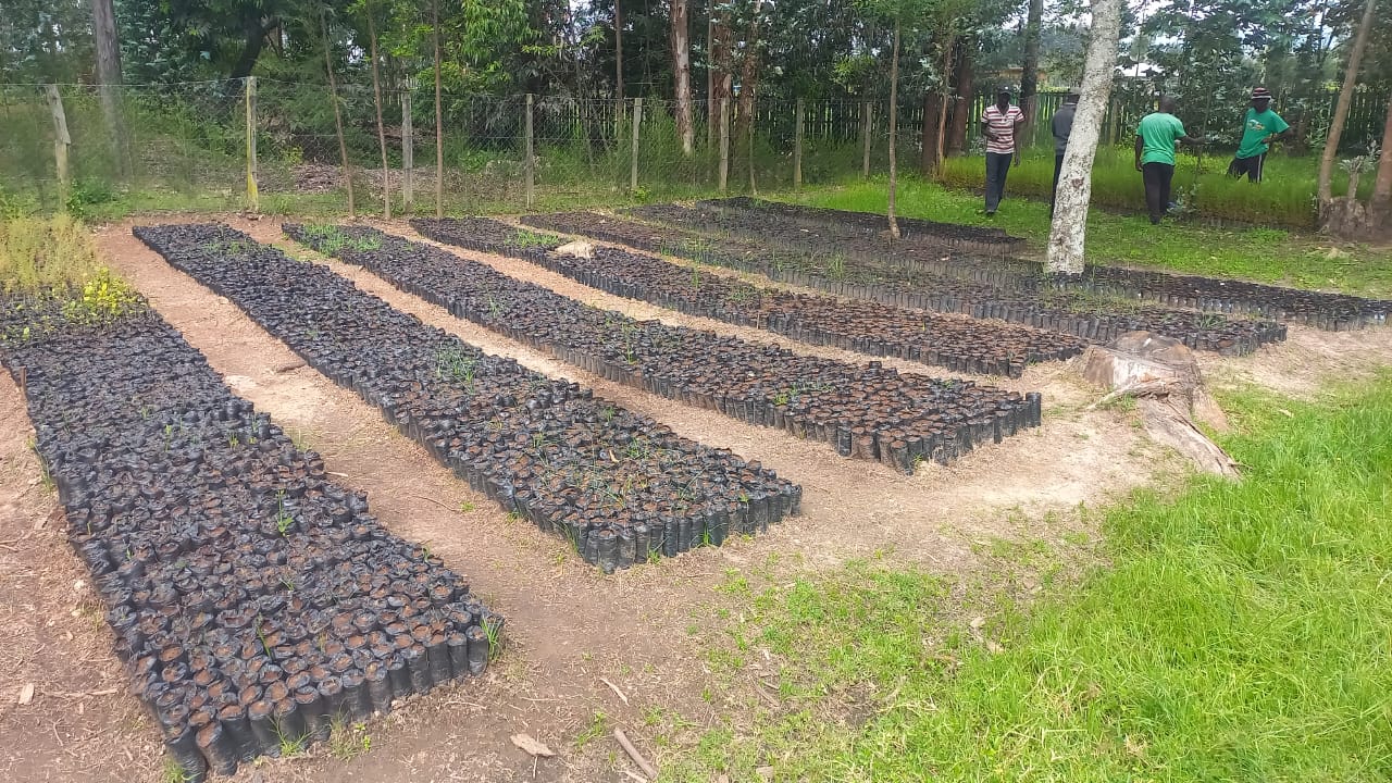 Rows of young seedlings growing at a FLOBF community tree nursery