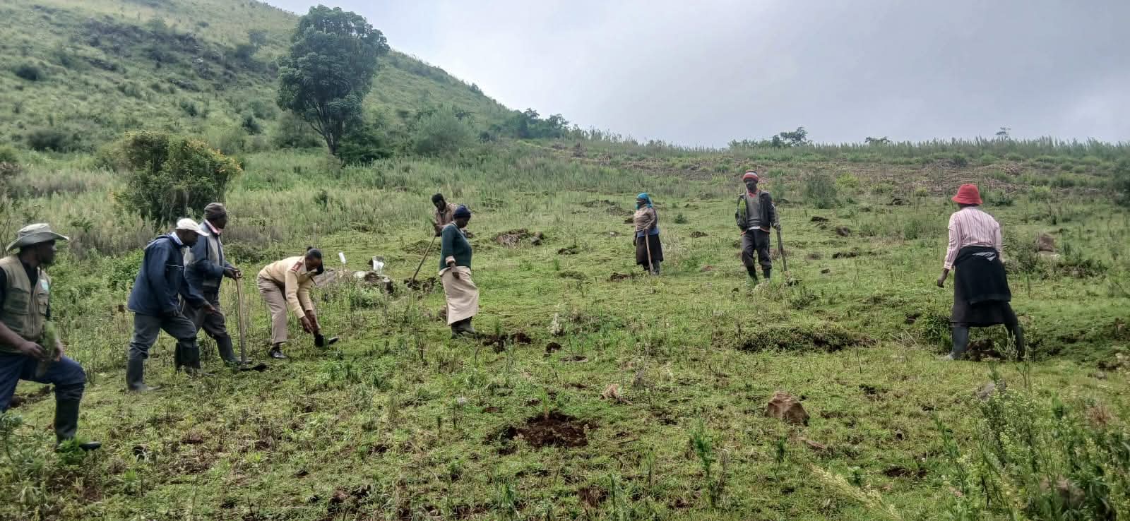 Volunteers planting indigenous tree seedlings at the Kirima-Muruai reforestation site