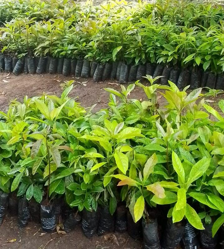 Grafted fruit tree seedlings prepared for distribution under the Happy Valley project
