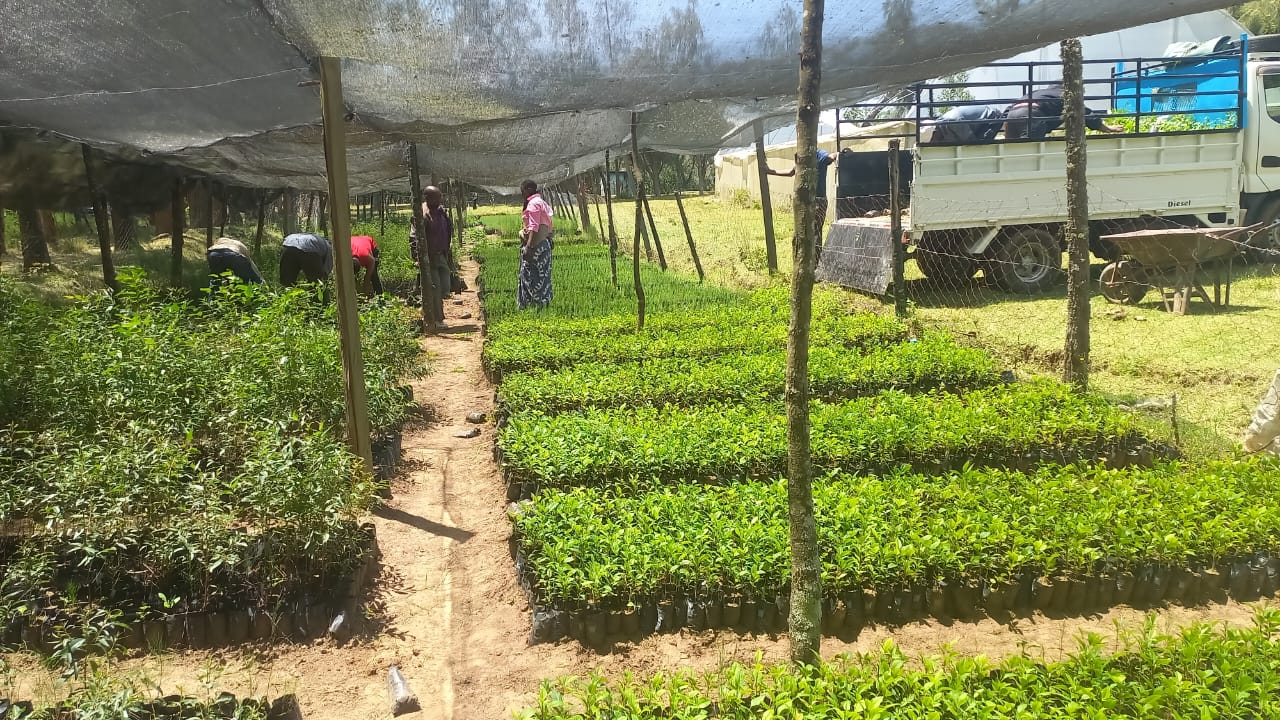 Tending seedlings at the nursery