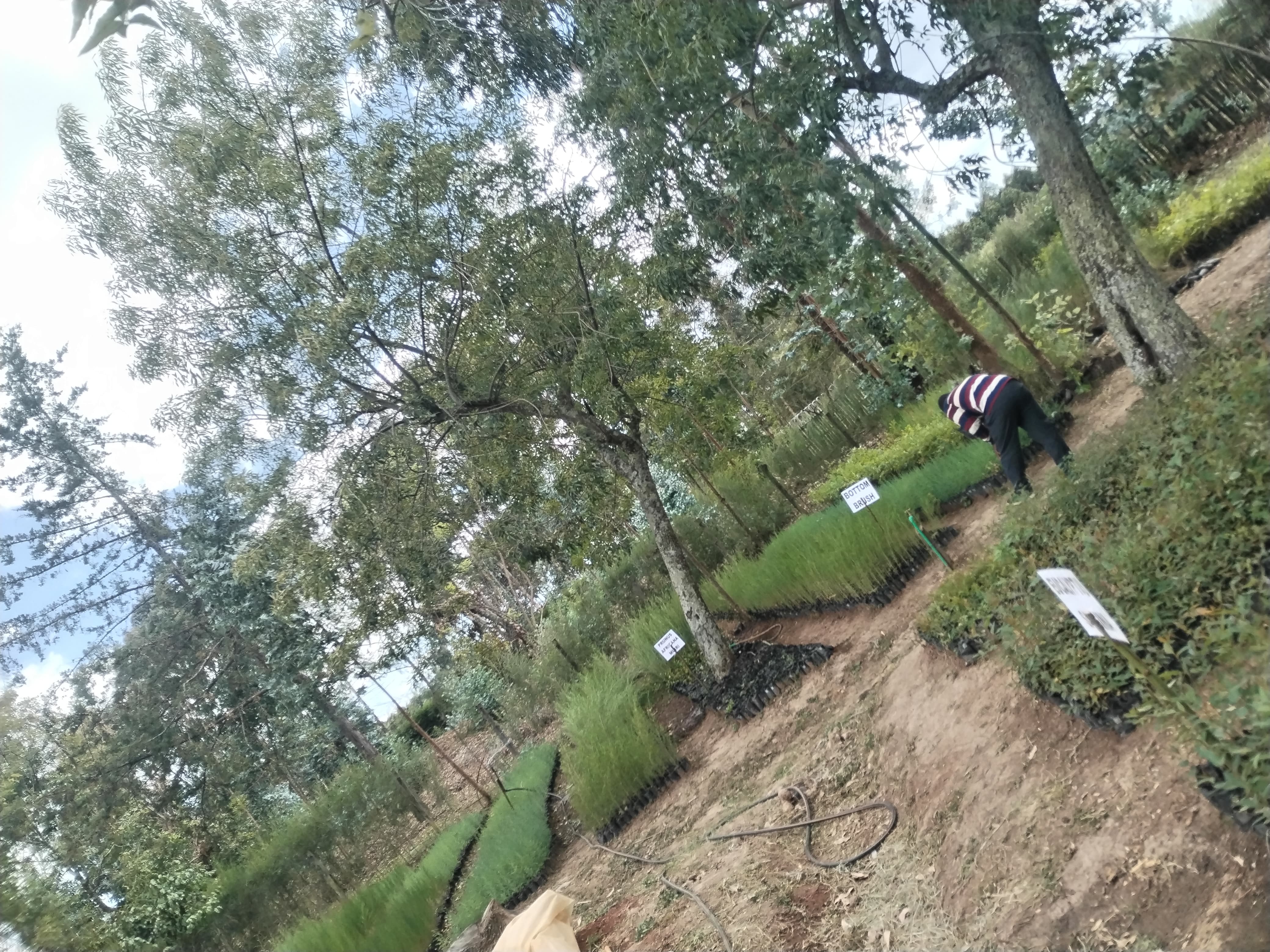 Potted seedlings ready for distribution