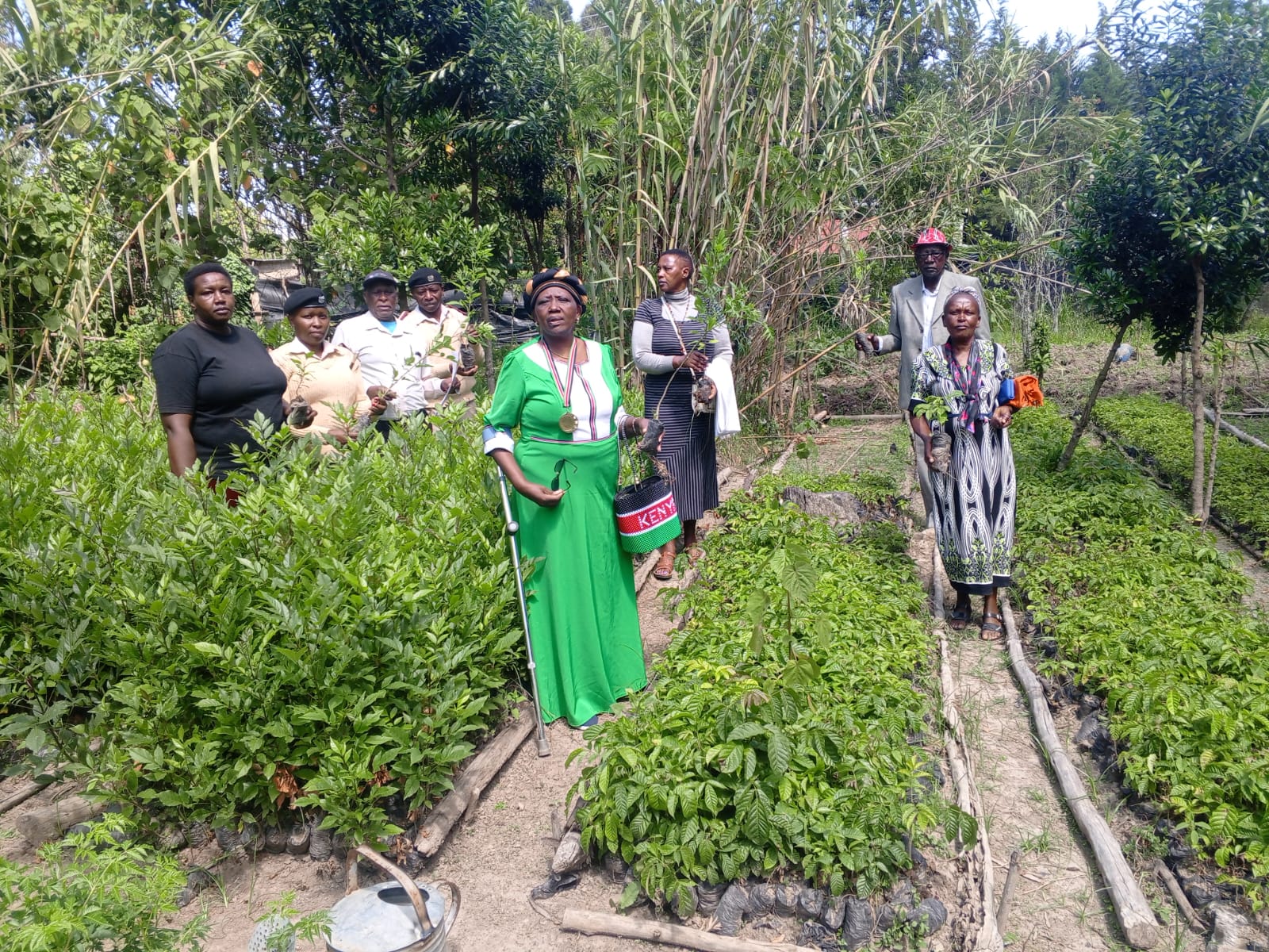 Sorting seedlings for planting