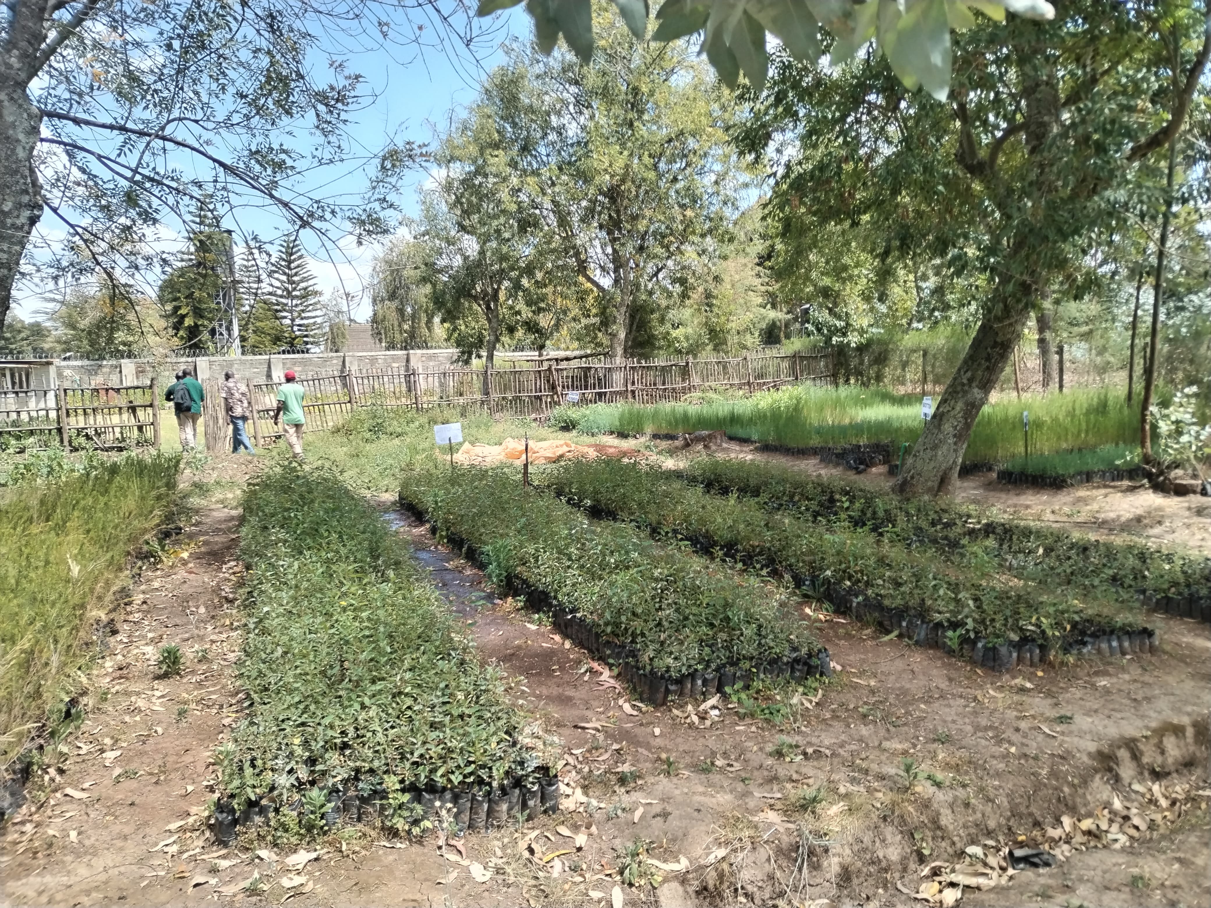 Watering the nursery beds