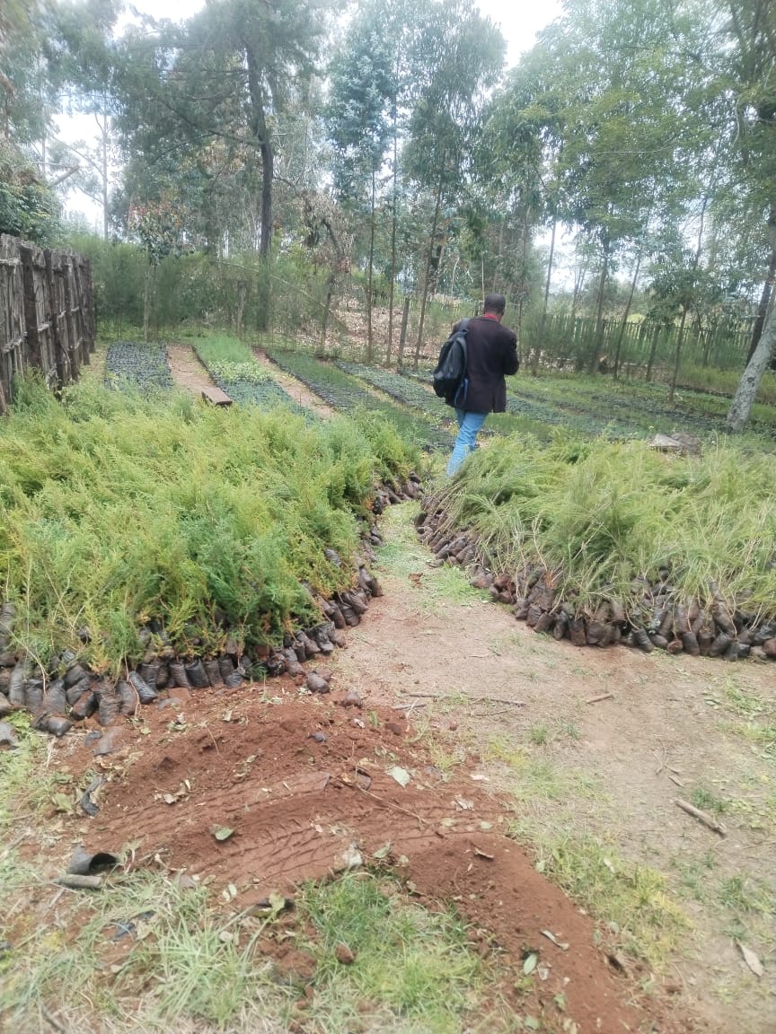 Rows of healthy young stock