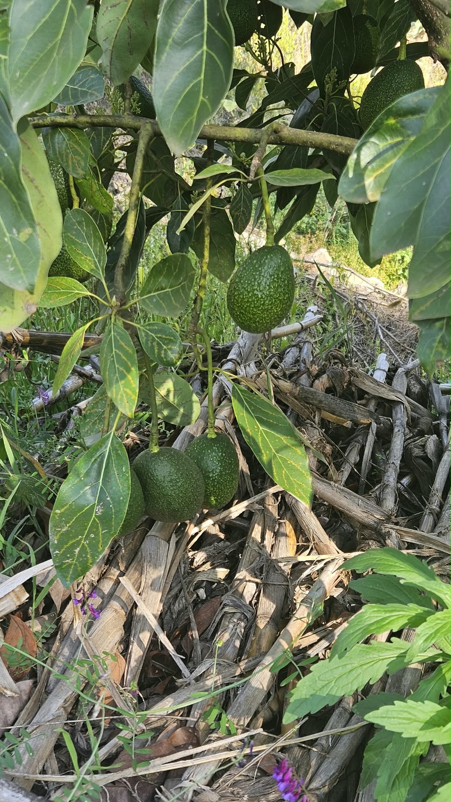 Grafted fruit tree seedlings prepared for distribution under the Happy Valley project