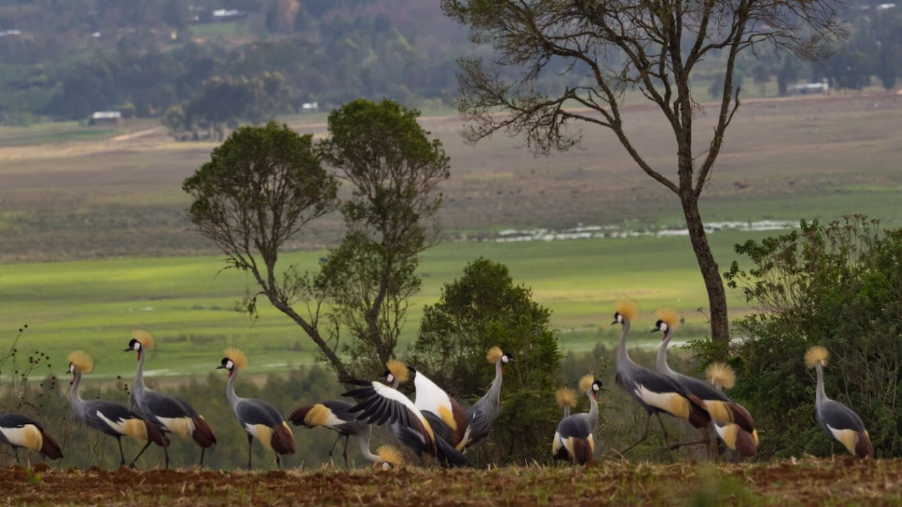 Grey Crowned Crane in the wetland habitat at Lake Ol'Bolossat